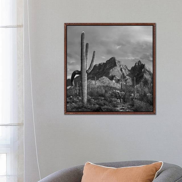 Saguaro Cacti, Ajo Mountains, Organ Pipe Cactus National Monument, Arizona by Tim Fitzharris - Gallery-Wrapped Canvas Giclée on Canvas - Classic Wood Framed (66.04cm H x 66.04cm W x 3.81cm D)