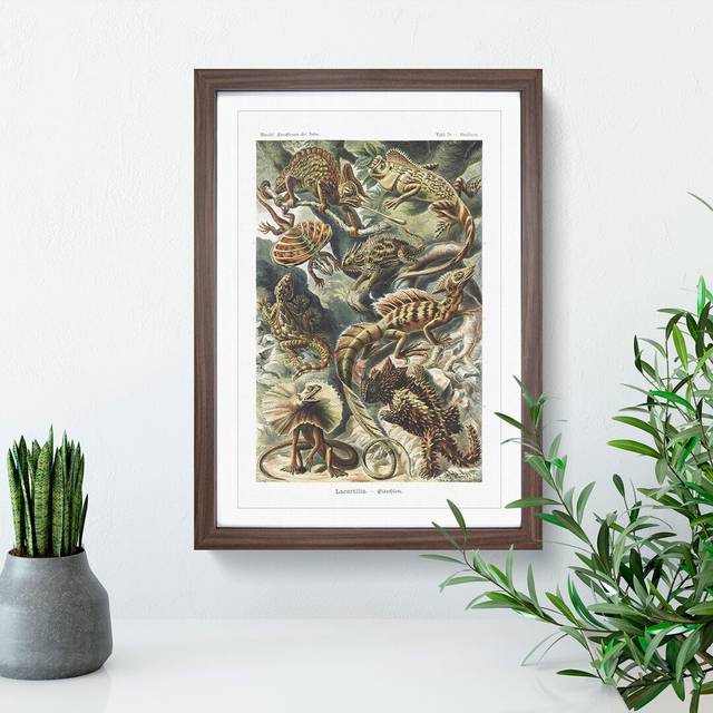 Lizards by Ernst Haeckel - Picture Frame Painting - Walnut Framed (65cm H x 48cm W x 2cm D)
