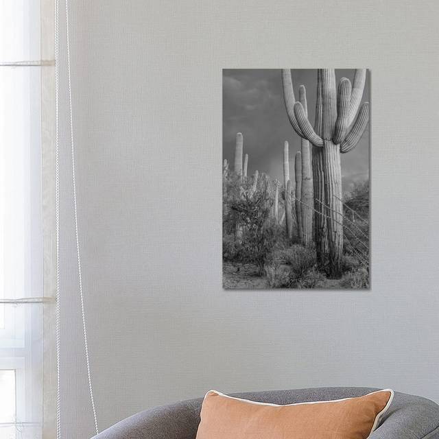 Saguaro Cacti, Tucson Mountains, Arizona by Tim Fitzharris - No Frame Gallery-Wrapped Canvas Giclée on Canvas - Black;White;Grey;Silver (66.04cm H x 45.72cm W)
