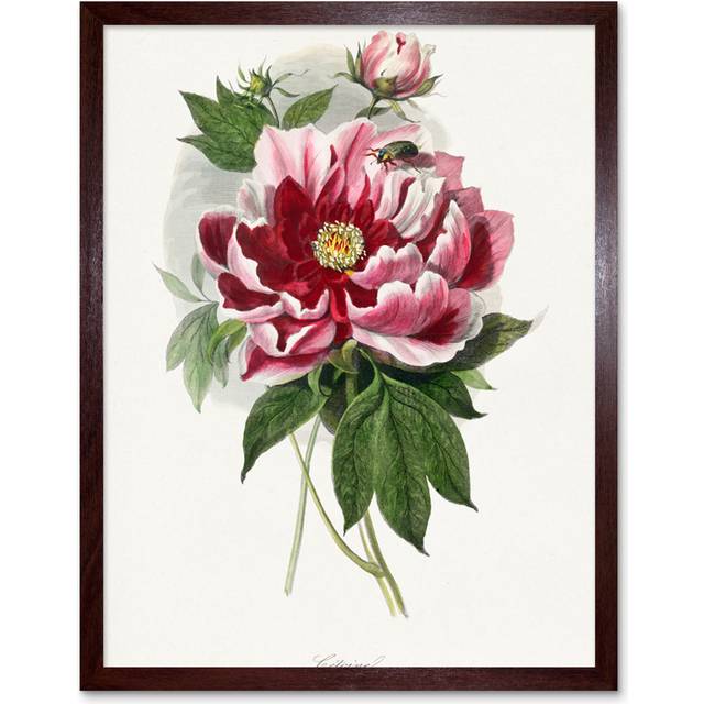 Vintage Pink Red Peony Bloom Flowers - Art Prints - Brown Framed Paper (25.9cm H x 20.6cm W)
