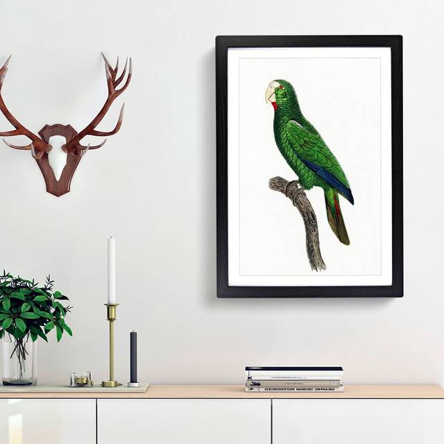 Cuban Amazon Parrot by F. Levaillant - Picture Frame Painting Print - Black Framed (65cm H x 48cm W x 2cm D)