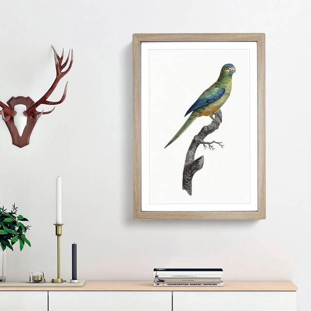 Ground Parakeet by F. Levaillant - Picture Frame Painting Print on MDF - Oak Framed (48cm H x 36cm W x 2cm D)