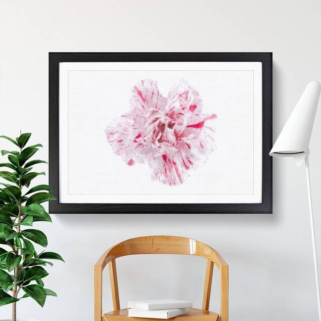 Striking White & Pink Carnation - Picture Frame Graphic Art - Black Framed (45cm H x 63cm W x 2cm D)