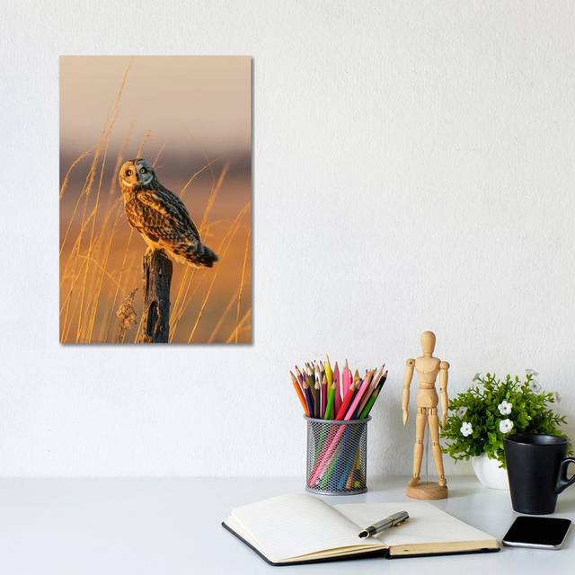 Short-Eared Owl Perched On Fence Post, Prairie Ridge State Natural Area, Marion County, Illinois. by Richard & Susan Day - Gallery-Wrapped Canvas Gicl - No Frame (30.48cm H x 20.32cm W x 1.91cm D)