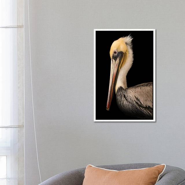 A Brown Pelican At The Santa Barbara Wildlife Care Network by Joel Sartore - Gallery-Wrapped Canvas Giclée on Canvas - White Framed (66.04 cm H x 45.72 cm W)