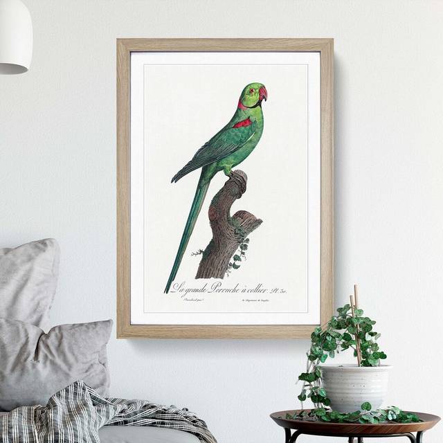'A Rose-Ringed Parakeet' by F. Levaillant - Picture Frame Painting Print on Paper - Oak  Bordered Framed (45cm H x 33cm W x 2cm D)