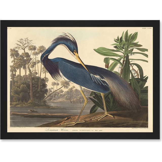 Painting Bird Audubon Louisiana Heron Artwork Framed Wall Art Print A4 - Multicolour (23.4cm H X 32.3cm W)