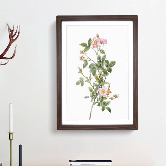 Four-Seasons Rose in Pink by Pierre-Joseph Redoute - Picture Frame Painting Print - Walnut Framed (48cm H x 36cm W x 2cm D)