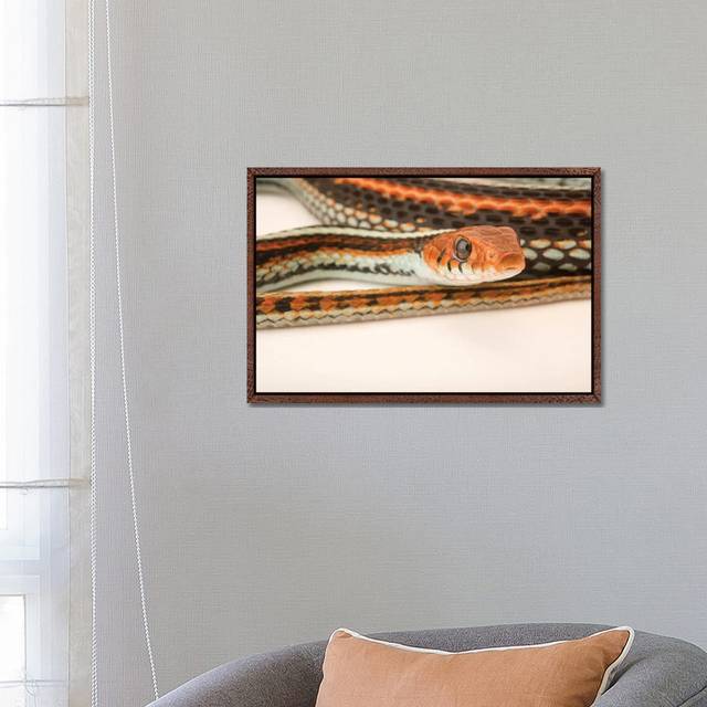 A San Francisco Garter Snake At The Exmoor Zoo by Joel Sartore - Gallery-Wrapped Canvas GiclÃ©e on Canvas - Classic Wood Framed (66.04 cm H x 45.72 cm W)