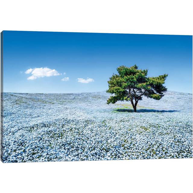 Baby Blue Eyes Nemophila Flowers in Full Bloom, Hitatchi Seaside Park, Japan by Jan Becke - Wrapped Canvas Photograph (30.48 cm H x 45.72 cm W)