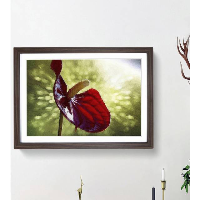 Red Anthurium Flower - Picture Frame Photograph Print - Walnut Framed (36cm H x 48cm W x 2cm D)