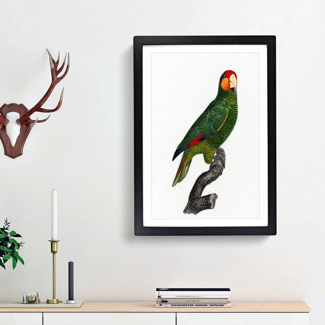 Red-Lored Amazon Parrot by F. Levaillant - Picture Frame Painting Print - Black Framed (36cm H x 27cm W x 2cm D)