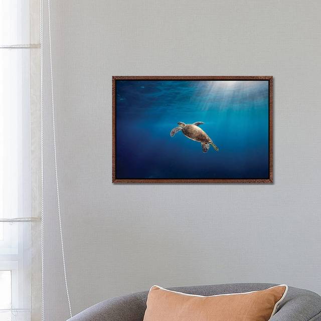 Rise To The Light Turtle - Classic Wood Framed (66.04 cm H x 45.72 cm W)