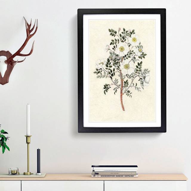 Burnet Rose Flower Illustration - Picture Frame Painting Print - Black Framed (48cm H x 36cm W x 2cm D)
