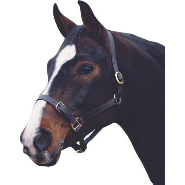 Leather halter for horses Weatherbeeta Collegiate Comfitec - Noir