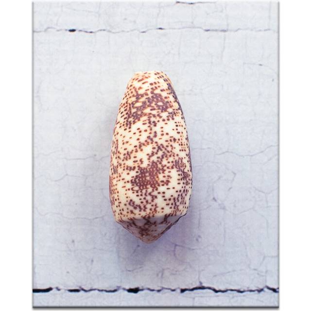 Sand Dusted Cone by Emma Relph Photographic Print Wrapped on Canvas - Brown;Grey (46 cm H x 31 cm W)