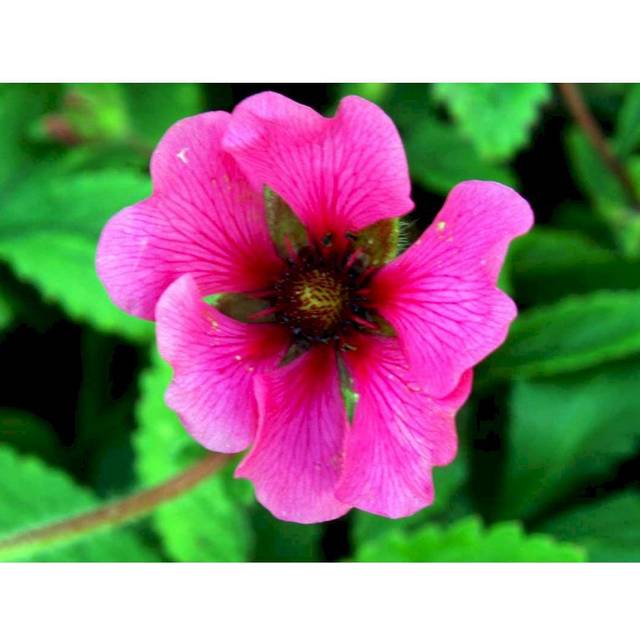 Potentilla Nepalensis 'Ron Mcbeath'