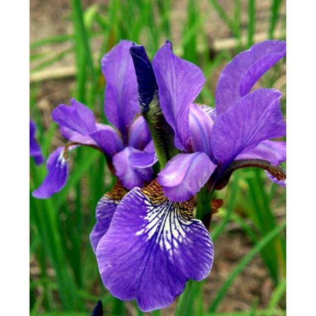 Iris Sibirica 'Heavenly Blue'