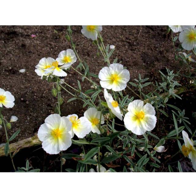 Helianthemum Hybrid 'The Bride' Staude