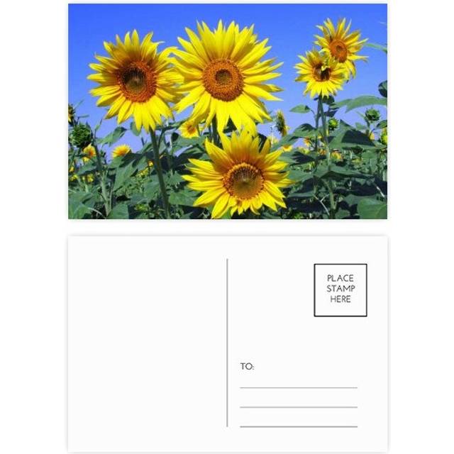 sunshine flowers sunflowers blue postcard set birthday mailing thanks greeting card