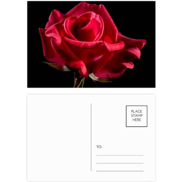 Dark Red Roses Flowers Postcard Set Birthday Mailing Thanks Greeting Card