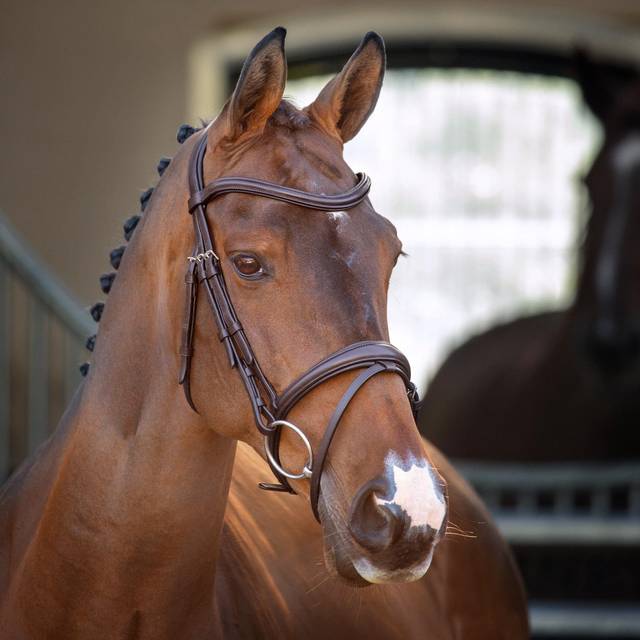 Shires Lusso Padded Raised Flash Bridle Colour: Havana, Size: Full