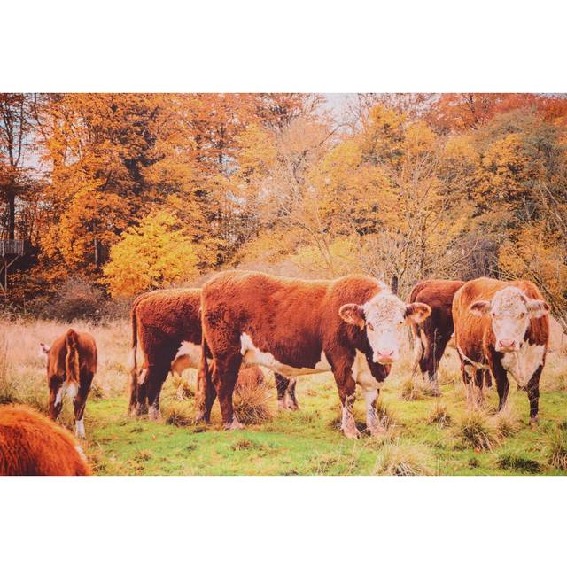 "Mook Fabrics Cotton Autumn Cows (42"""" x 36"""" Panel)  Multi 15 Yard Bol"