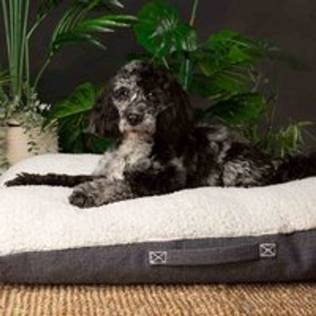 Scruffs Eden Pillow Bed - Charcoal - Medium