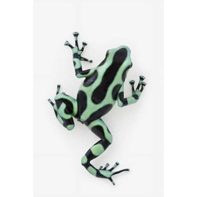 Posterazzi DPI1895256LARGE Black & Green Poison Dart Frog Dendrobates Auratus Poster Print, 24 x 38 - Large