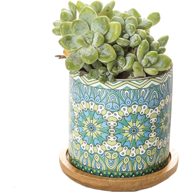 (Green) Cute Mini Mandala Succulent Nordic Colour Pot