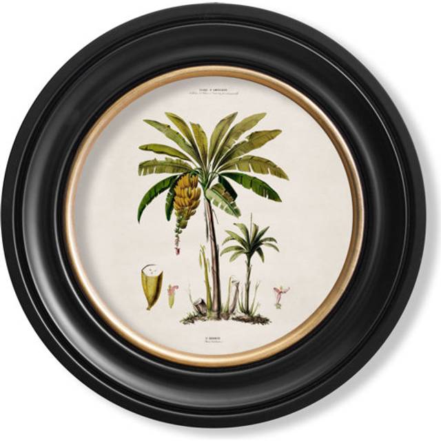Black Crowned Crane by Mid-1800s - Single Picture Frame Print on Archival Matt 230gsm Paper - Black;blue;brown;green;yellow (722.58cm H X 284.48cm W)
