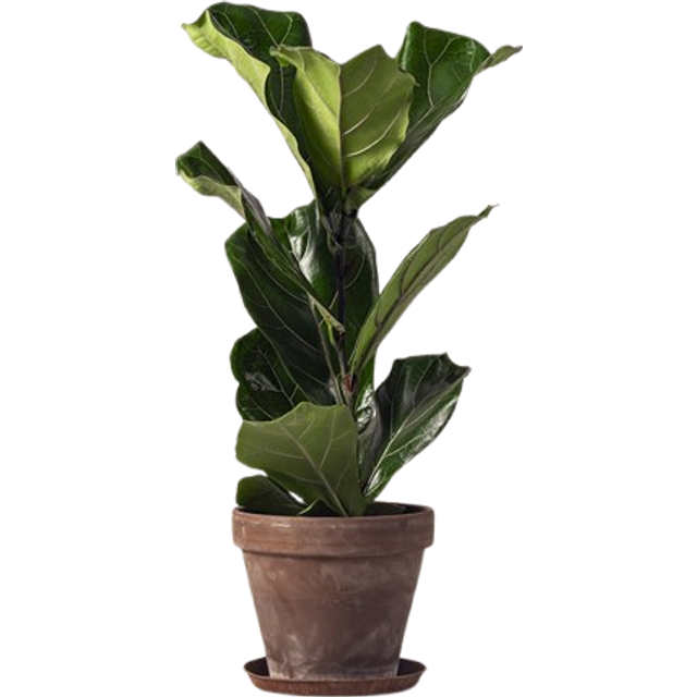 Fiolfikus 60 cm