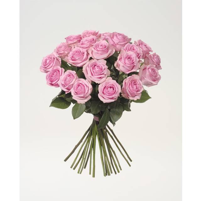 20 rosa rosor