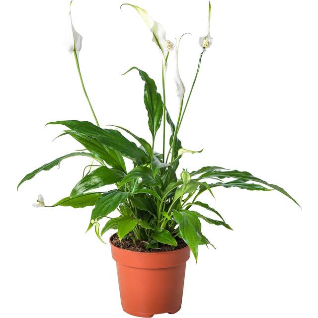 SPATHIPHYLLUM krukväxt, Fredskalla, 12 cm