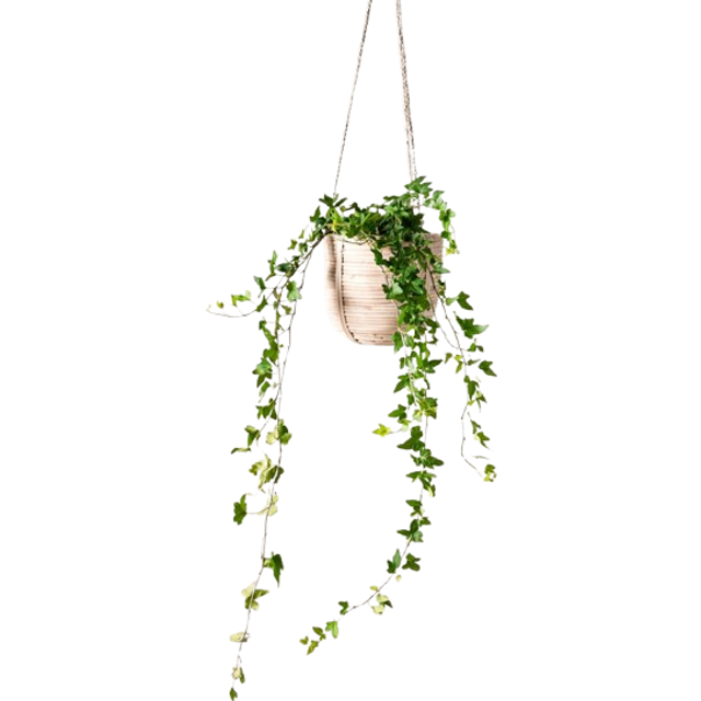 Murgröna 50-60 cm