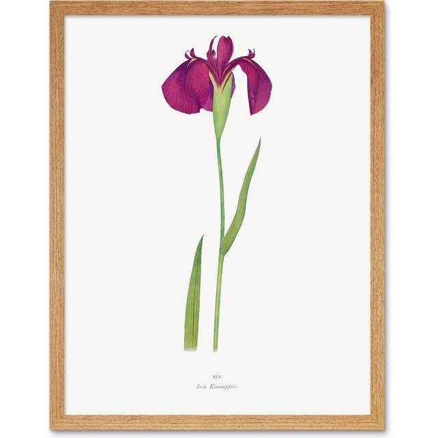 Japanese Water Iris Flower Floral Stem - Art Prints - Light Brown Framed Paper (43cm H x 33cm W x 2cm D)