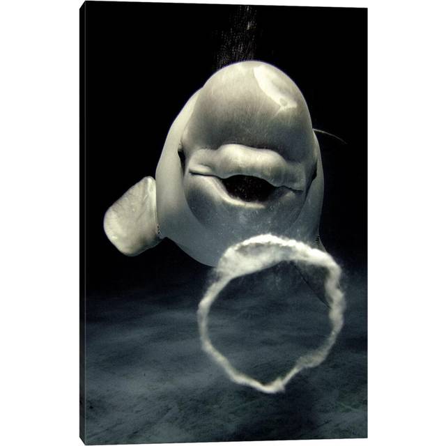 Beluga Whale Blowing Toroidal Bubble Ring, Shimane Aquarium, Japan (20.32 cm H x 30.48 cm W)