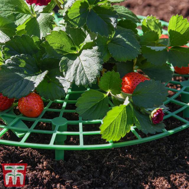 Croyle Strawberry Plant Support Frame (x5) - Black (2cm H X 30cm W X 30cm D)