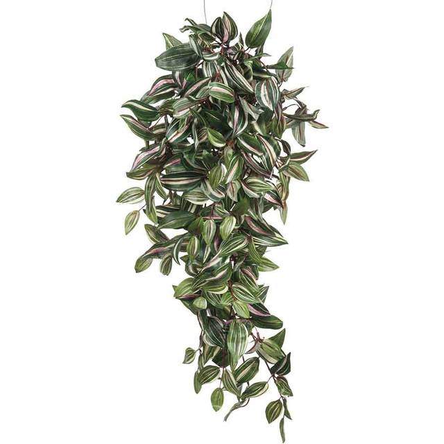 Tradescantia 15 Plant (15cm H X 30cm W X 80cm D)