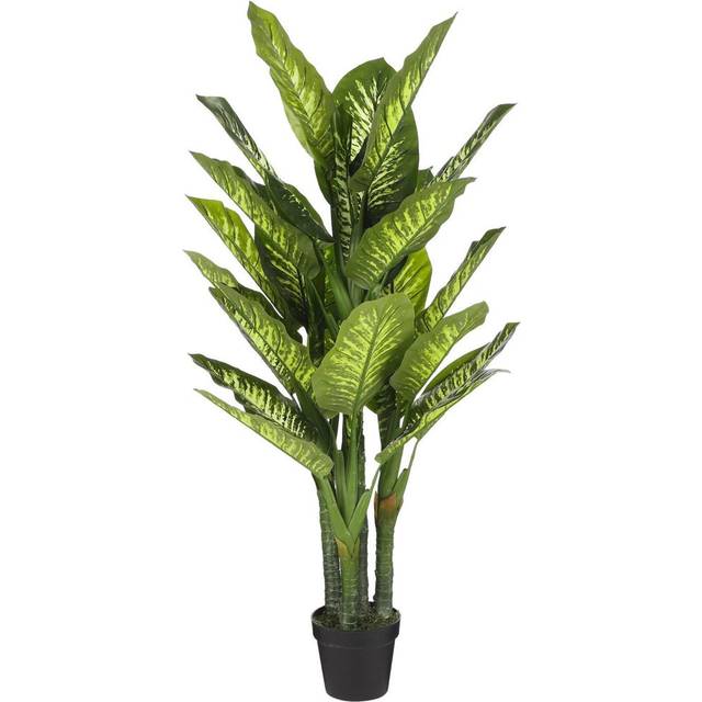 Pachira 60 Plant (60cm H X 60cm W X 60cm D)