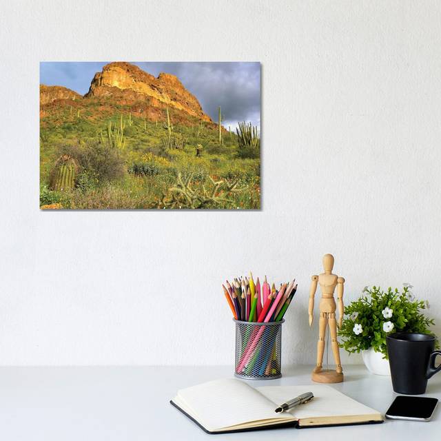 Organ Pipe Cactus, Organ Pipe Cactus National Monument, Sonoran Desert, Arizona II by Tim Fitzharris - Gallery-Wrapped Canvas GiclÃ©e (20.32cm H x 30.48cm W x 1.905cm D)