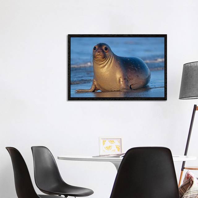 Northern Elephant Seal Female Laying On Beach, California by Tim Fitzharris - Gallery-Wrapped Canvas Giclée - Black Framed (101.6 cm H x 66.04 cm W)