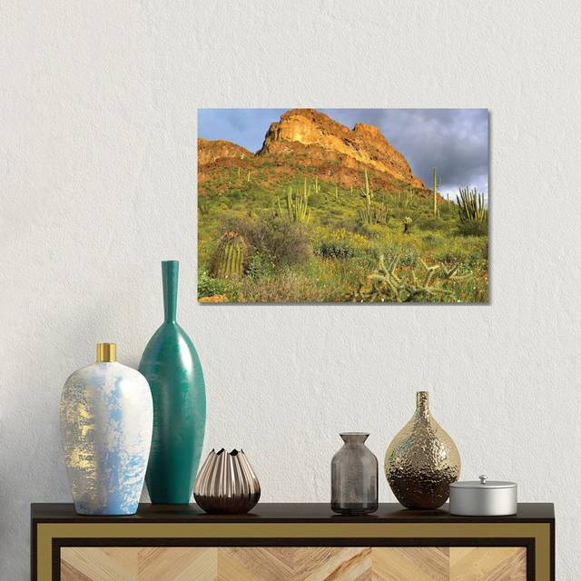 Organ Pipe Cactus, Organ Pipe Cactus National Monument, Sonoran Desert, Arizona II by Tim Fitzharris - Gallery-Wrapped Canvas GiclÃ©e (30.48cm H x 45.72cm W x 1.905cm D)