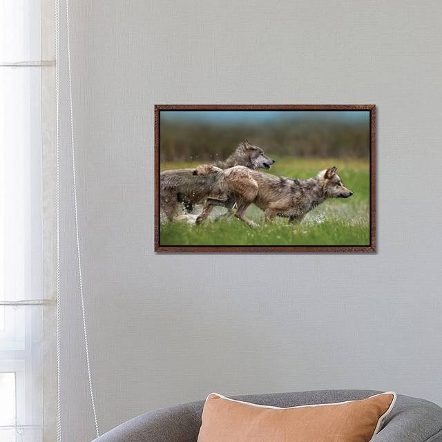 Gray Wolf Pair Running Through Water, North America by Tim Fitzharris - Gallery-Wrapped Canvas Giclée - Classic Wood Framed (66.04 cm H x 45.72 cm W)