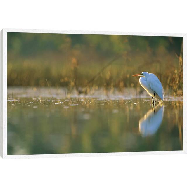 Great Egret Backlit In Marsh At Sunset, North America by Tim Fitzharris - Gallery-Wrapped Canvas Giclée - White Framed (45.72cm H x 66.04cm W x 3.81cm D)