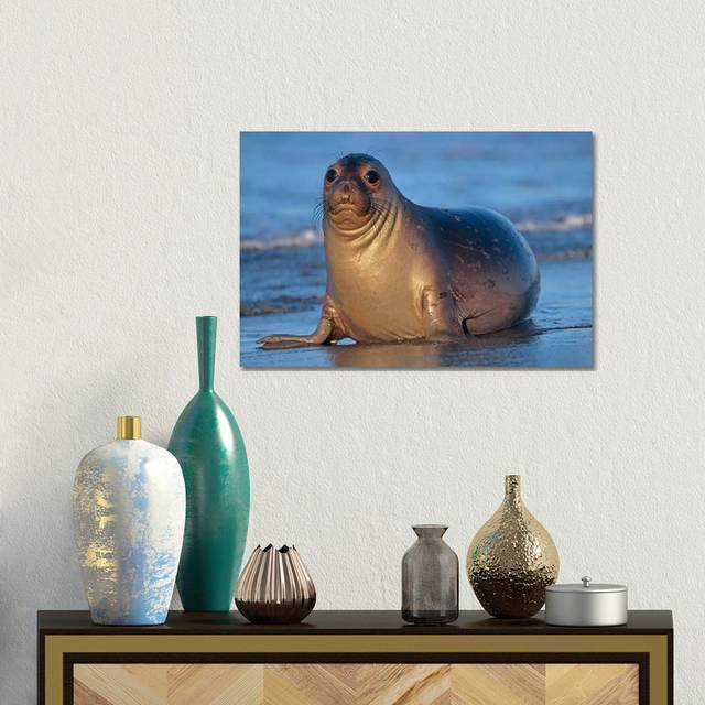 Northern Elephant Seal Female Laying On Beach, California by Tim Fitzharris - Gallery-Wrapped Canvas GiclÃ©e (30.48cm H x 45.72cm W x 1.91cm D)