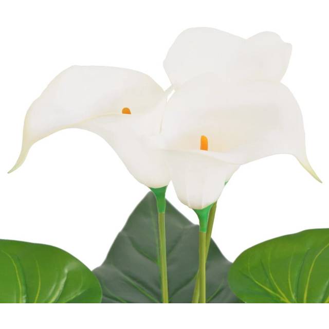 Calla Lily Floor Flowering Plant in Pot - White (85cm H)