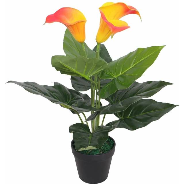 Calla Lily Floor Flowering Plant in Pot - Yellow (45cm H)