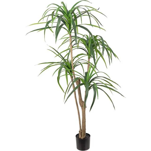 Mr Plant, Dracena Palm 150 cm