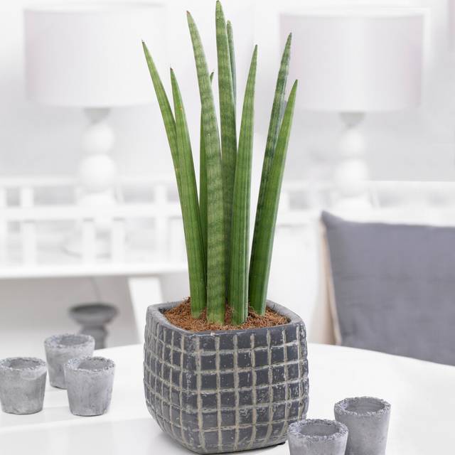 Sansevieria Cylindrica (12cm) V3